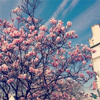 卧龙吟手机版官方下载